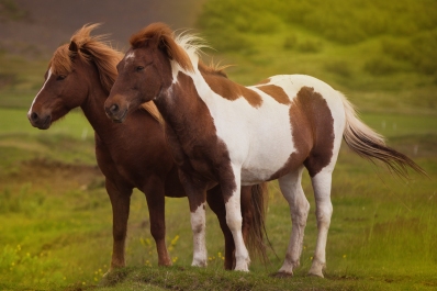 South Icelandic Horses Photography